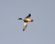 Common Merganser.jpg