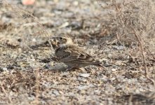 Eurasian Skylark.jpg