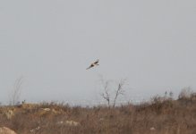 Hen Harrier.jpg