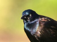 grackle1.jpg