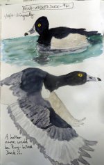 2632-SX50-Ring-necked Duck Sketch.jpg