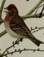 Purple finch, male.jpg