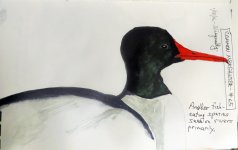 2640-SX50-Common Merganser Sketch.jpg