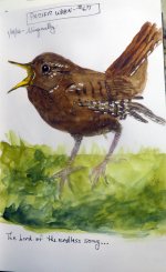 2644-SX50-Pacific Wren Sketch.jpg