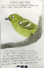 2646-SX50-Hutton's Vireo Sketch.jpg