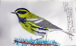 2648-SX50-Townsend's Warbler Sketch.jpg