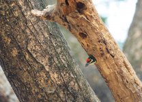 Coppersmith Barbet (1).jpg