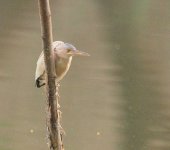 Yellow Bittern (1).jpg