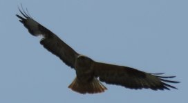 Long-legged Buzzard 55.JPG