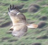 Long-legged Buzzard 17.JPG