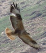 Long-legged Buzzard 21.jpg