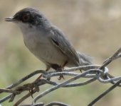 Ménétries's warbler (1).JPG