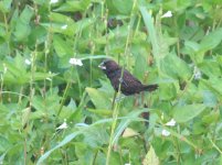 dusky munia.jpg