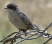 Ménétries's warbler (2).JPG