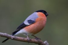 Bullfinch _G9A6301.JPG