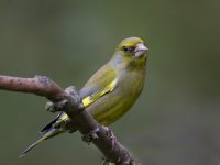 Greenfinch _G9A6225.JPG