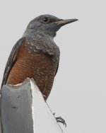 Blue Rock Thrush.jpg