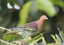 Cinnamon-headed Green Pigeon.jpg