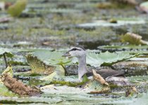 Cotton Pygmy Goose.jpg