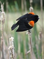 IMG_7950 Red-winged Blackbird @ Seattle.jpg