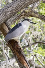 Black-crowned Night Heron WM RS 0010.jpg