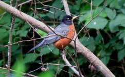 IMG_7970 American Robin @ Seattle.JPG