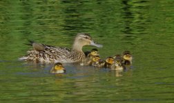 IMG_7987 Mallard @ Seattle.JPG