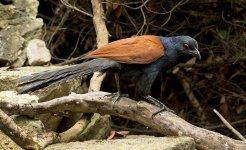 greater coucal pond harbour lamma HK D5 200-500mm_DSC3579.jpg