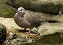 spotted dove pond harbour lamma HK D5 200-500mm_DSC3524.jpg