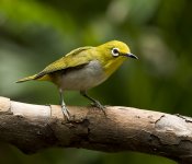 japanese white-eye pond harbour lamma HK D5 200-500mm_DSC3555.jpg