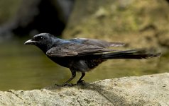 black drongo pond harbour lamma HK D5 200-500mm_DSC3511.jpg