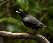 crested myna pond harbour lamma HK D5 200-500mm_DSC3425.jpg