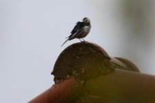 White Wagtail.jpg