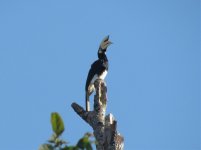 pied hornbill.jpg