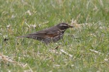 Redwing _G9A2283.jpg