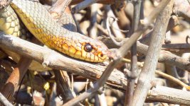 Snake, W.ear, UK Swallow 001 thumb.jpg