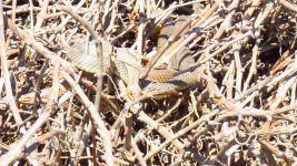 Snake, W.ear, UK Swallow 002 thumb.jpg