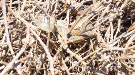 Snake, W.ear, UK Swallow 003 thumb.jpg