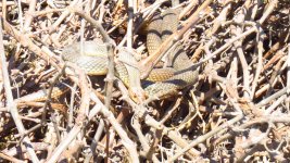 Snake, W.ear, UK Swallow 004 thumb.jpg