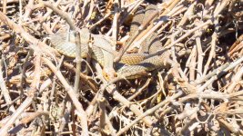 Snake, W.ear, UK Swallow 005 thumb.jpg