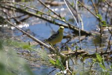 Citrine Wagtail (1).jpg