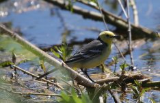 Citrine Wagtail (2).jpg