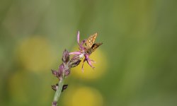 Chequered Skipper.jpg