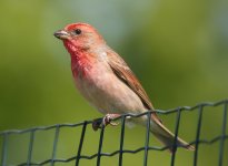 Common Rosefinch.jpg