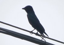 drongo 2 (short tail).jpg