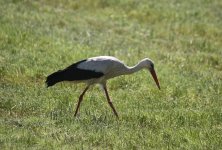 White Stork.jpg