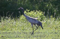 Common Crane.jpg