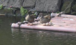 Ducks.jpg