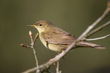 Grasshopper Warbler IMG_0632.JPG