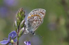 Common Blue lt 1.jpg